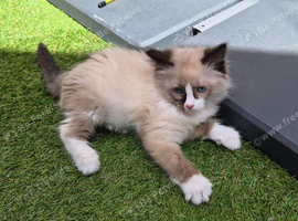GCCF Registered Ragdoll Kittens