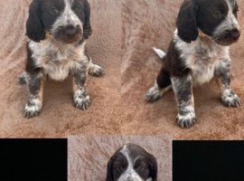 Cocker spaniel puppies