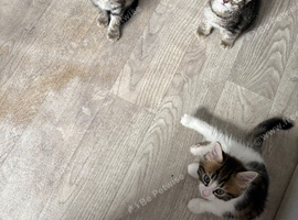 3 beautiful kittens