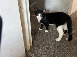 12 weeks old cat for sale