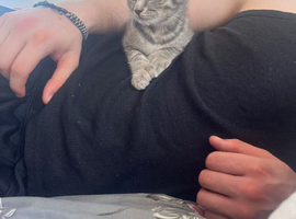 Polydactyl kitten