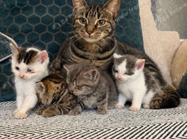 4 kittens