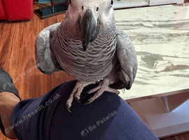 Super tame African grey parrots