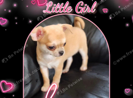 Pedigree chihuahua puppies
