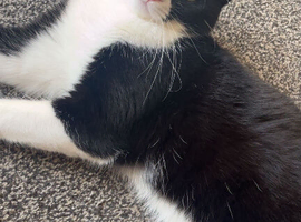 Ragdoll male