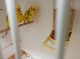 12pairs of breeding budgies for sale