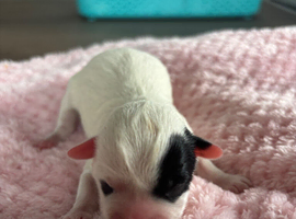 shih tzu pups ready to reserve