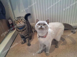 British shorthair and Scottish fold cats