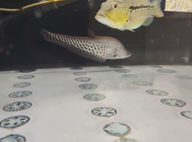 9 inch Royal clown knife fish