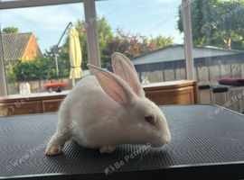 New Zealand white female