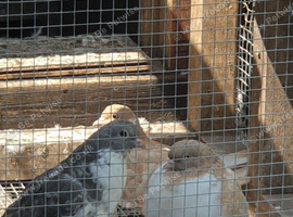 Pigeon magpies