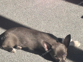 Chihuahua girl