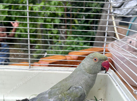 Gray Indian ring neck