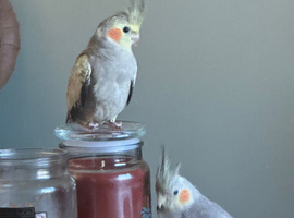 Tame and talking cockatiel pair