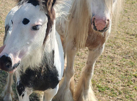Cob mare with filly foal at foot
