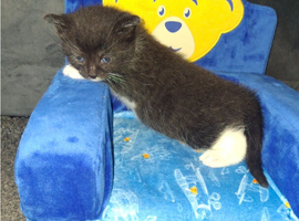 5 gorgeous kittens