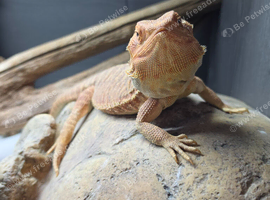 3 year old beardie and full setup