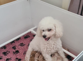 Beautiful  poochons