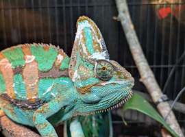 Beautiful male veiled Chameleon