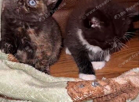 British short hair kittens