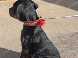 Ready to leave rear top champion kc Rottweiler puppies available