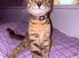 Beautiful stripey girl