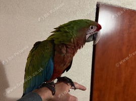 Baby Calico Macaw Glasgow