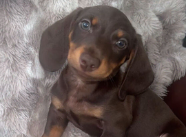 2 beautiful pups ready to go