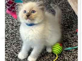 6 gorgeous Ragdoll kittens ready to leave now 2 boys and 4 girls