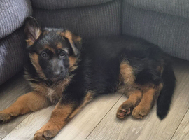 Beautiful German shepherd