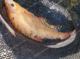 350 for all japanese koi fish