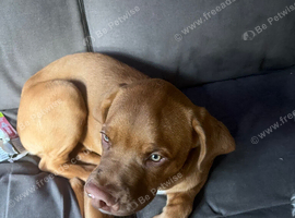 6 month female puppy