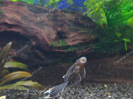 Bristlnose pleco