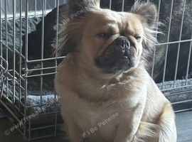 Fluffy French bulldog