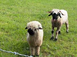 Black Nose Valais Ram and whether
