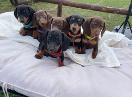 Miniature dachshund puppies