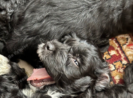 Ready To Go - F2 Cockapoo's Puppies