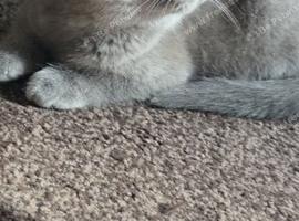 Bsh kitten