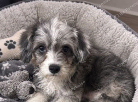 Gorgeous shihpoo boy