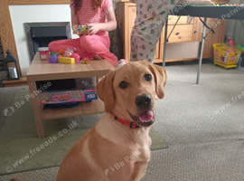 Charlie 7 month old pup