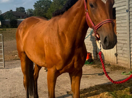 15.2 3 year old
