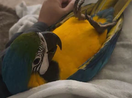 Macaw male parrot