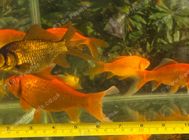 Goldfish for pond various sizes