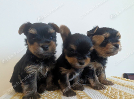 3 Beautiful Boy Yorkshire Terrier Puppies Ready for Loving Homes