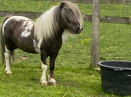 Halstock mushroom and white stallion