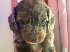 Longhair dachshunds available