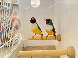 X3 Gouldian Finch Pairs For Sale