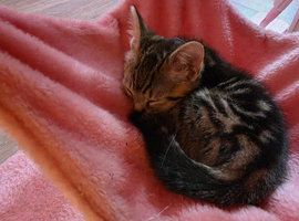 Beautiful kittens