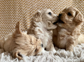 Gorgeous Maltipoo puppies