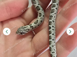 2026 Hognose babies ready to go from &pound;80